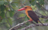 Brown-winged Kingfisher