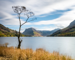 The Lone Tree, Buttermere