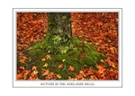 AUTUMN IN THE ADELAIDE HILLS.