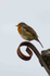 Roof Robin