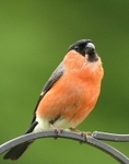 Male Bullfinch