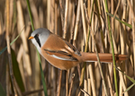 Bearded tit - Panurus biarmicus