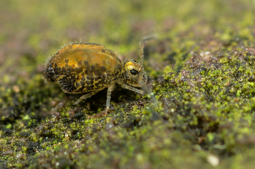 The "novel" Katiannid springtail currently designated [i]Katiannidae genus nov.1 sp. nov.[/i]. On a wall, Staffordshi…