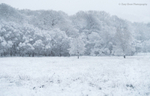 Winter trees