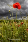 No.0026 Empingham Lane Poppies