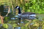 Canada Goose