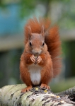 Red Squirrel