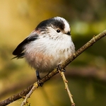Animals-011