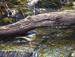 Grey Wagtail