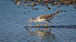 Greenshank (Tringa nebularia) feeding