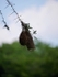 Another type of Weaver nest