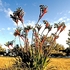Kangaroo Paws