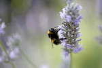 Insect_ 042