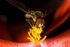 Hoverfly1
