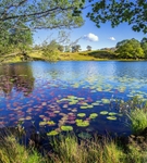 Lilies on Loughrigg Tarn. EDC 311