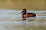 Ferruginous Duck (m)