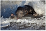 Grey Seal Foreshore Play