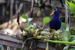 Purple Gallinule at riverside, Sierpe, Costa Rica