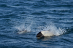 Commerson's Dolphin