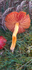 Splendid waxcap