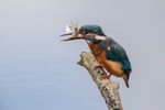 Kingfisher Alcedo Atthis006
