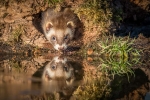Polecat