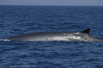 Rorqual commun.