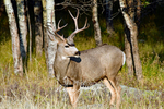 3HPhotography10-6-24_RMNP_0309_