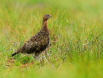 Red Grouse (male) standing still, Findhorn Valley, Scotland