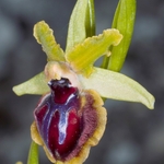 Ophrys passionis ssp virescens (O.garganica ssp virescens)