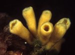 Haliclona urceolus