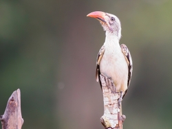 Red-billed hornbill