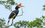 Kinabatangan river