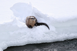 River Otter sat in snow depression, Yellowstone River, Wyoming