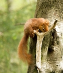 Red Squirrel 6 (disambiguation).