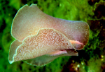 Pleurobranchus membranaceus