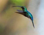 Green Hermit (male) hovering, La Paz Gardens, Costa Rica