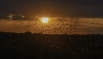 Red-billed Quelea at sunset