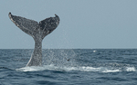 Humpback whale