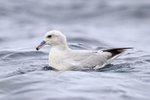 Southern Fulmar close side view at sea, South Africa