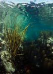 Shallow rocky shore