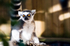 Ring-tailed Lemur - 0651