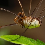 Harvestman (Metaphalangium cirtanum)