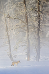 Coyote standing still in mist, Yellowstone National Park