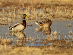 Mallard portfolio