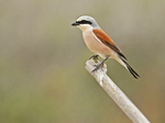 Red Backed Shrike