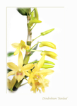 Dendrobium Stardust 1