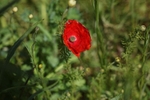 Poppy