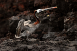 Brown Pelican portfolio