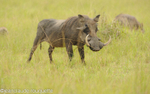 Big male warthog.